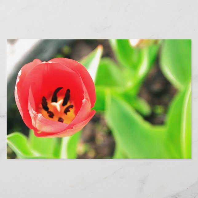Papelaria Tulipa (Frente)