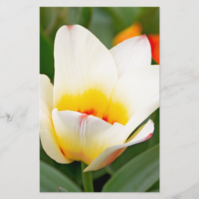 Papelaria Tulipas (Frente)