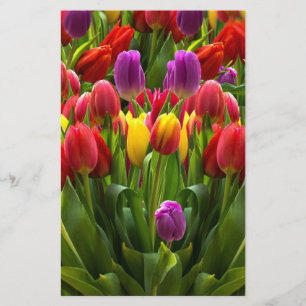 Papelaria Tulipas Brilhantes