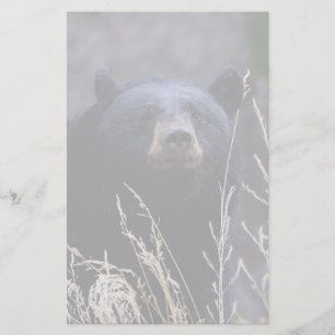 Papelaria urso