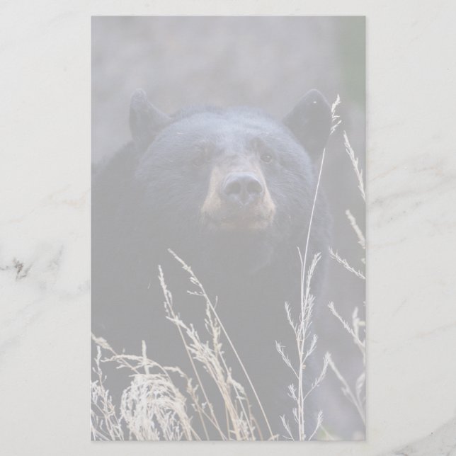 Papelaria urso (Frente)