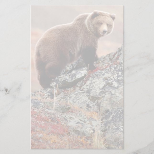Papelaria Urso de Denali Brown (Frente)