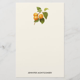 Papelaria Vintage Orange Apricots Desenho De Aquarela