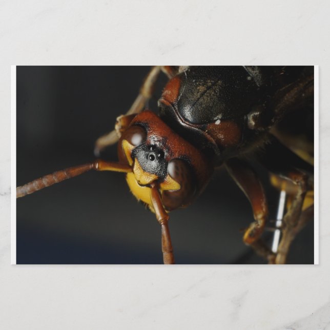 Papelaria Wasp (Frente)