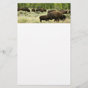 Papelaria Wyoming Bison Nature