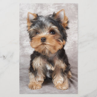 Papelaria Yorkie maravilhoso