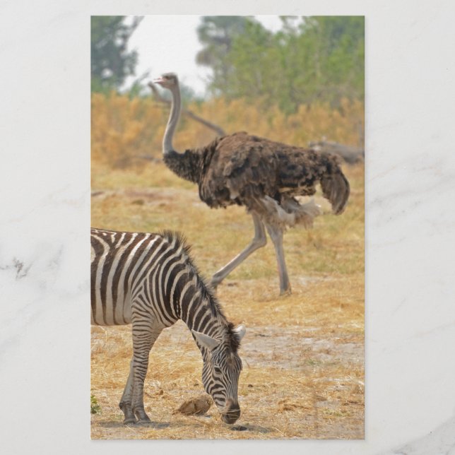 Papelaria Zebra e Ostrich, Botsuana..jpg Stationery. (Frente)