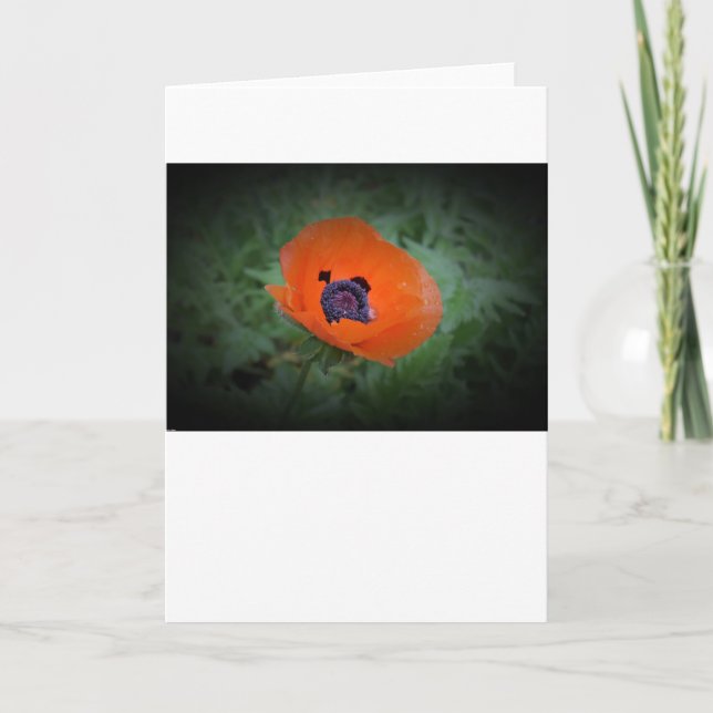 Papoila, cartão (Frente)