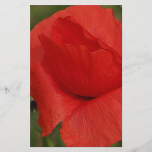 Papoila vermelha (Frente)