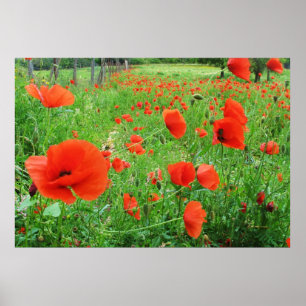 PAPOILAS BONITAS DO VERMELHO DO POSTER DAS FLORES