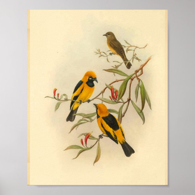 Papuan Yellow Flycatcher Bird Vintage Impressão (Frente)