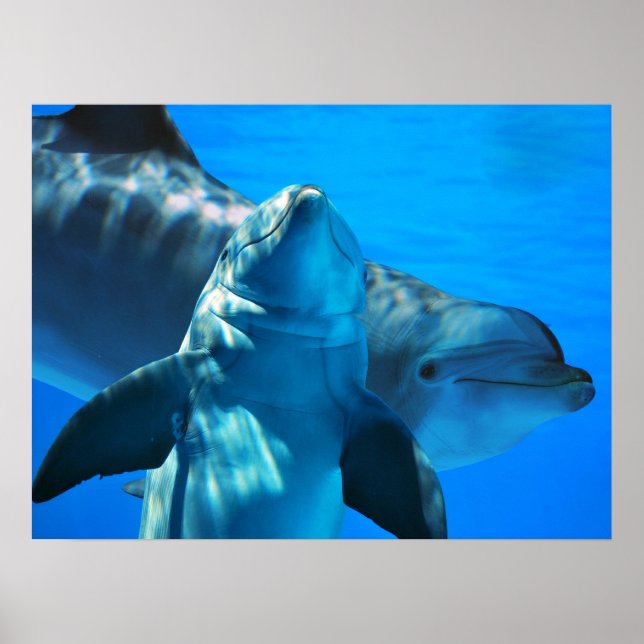 Par de Poster de golfinhos curiosos (Frente)