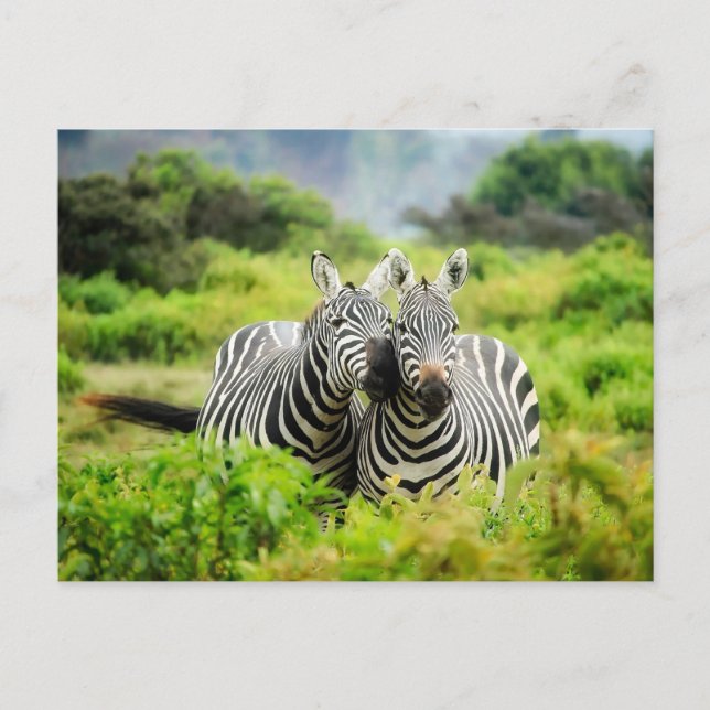 Par de Zebras Foto Cartão Postal (Frente)