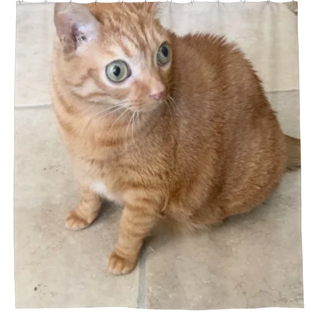 Para Box Cortina de Banho de Gato Com Olhos Grandes (Frente)
