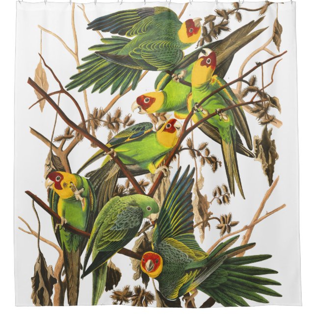 Para Box Cortina de chá de Audubon dos animais selvagens (Frente)