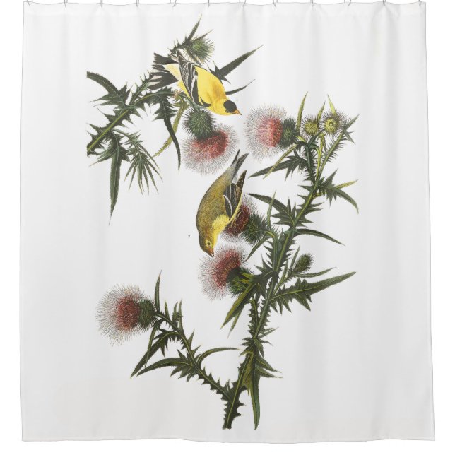 Para Box Cortina de chá de Audubon dos animais selvagens (Frente)