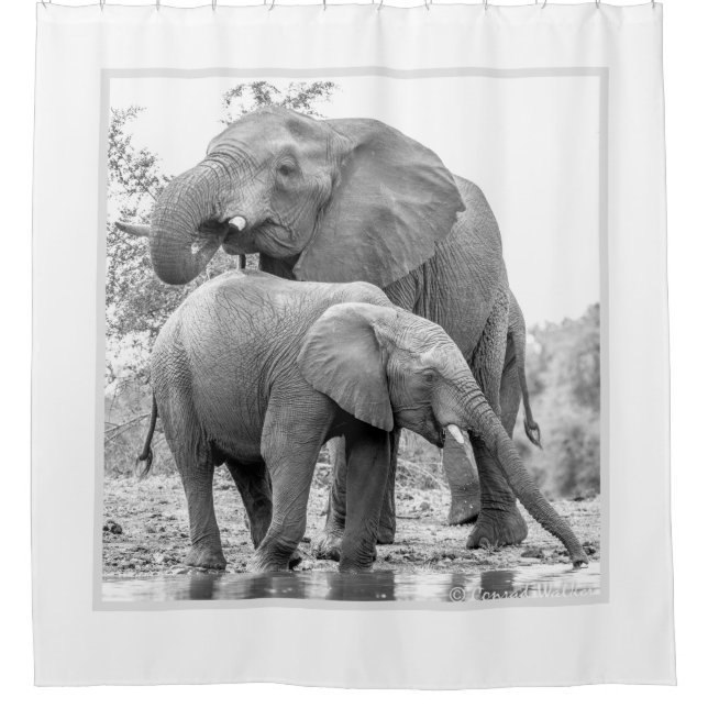 Para Box Cortina de Chá Elefante (Frente)