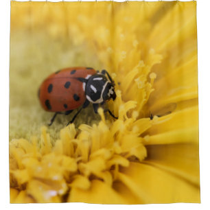 Para Box Cortina de Chá Ladybug