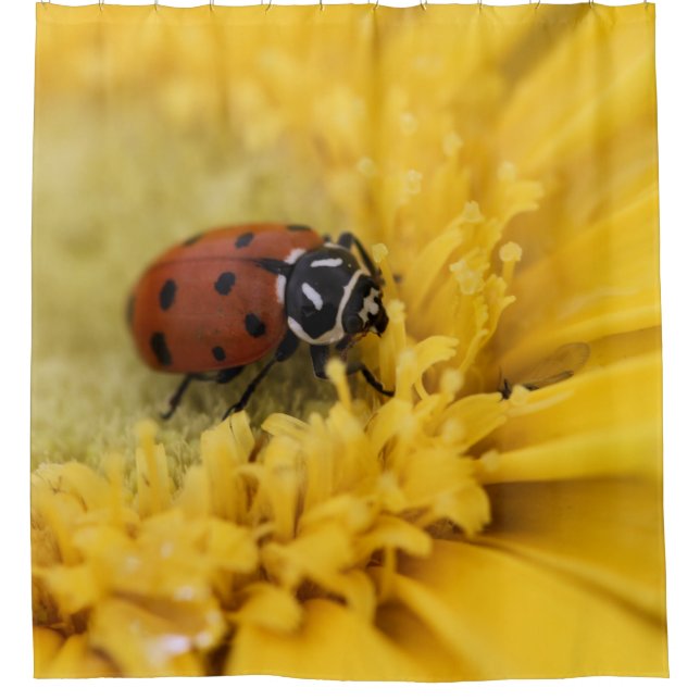 Para Box Cortina de Chá Ladybug (Frente)