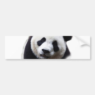 Para Carro Adesivo de Parede com Arte de Panda em Close-up