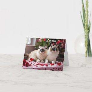 Para o meu amor - Namorados de gato ou cartão de N