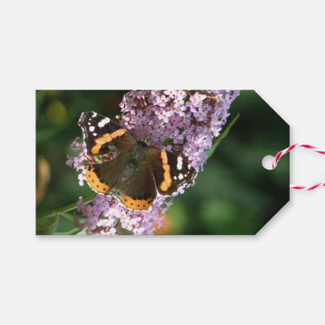 Para Presente Borboleta Admirável Vermelha e Etiqueta de Present (Frente (horizontal))