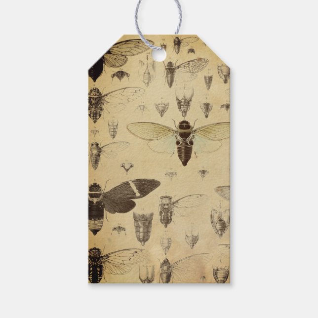 Para Presente Etiqueta de Diário de Entomologia (Frente)