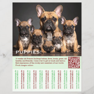 Para vender folheto de cachorro Frenchies