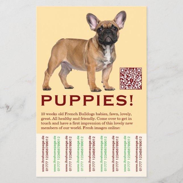 Para vender folheto de filhote Frenchies (Frente)