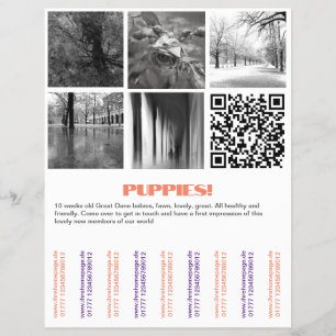 Para vender o Dane Puppies Flyer