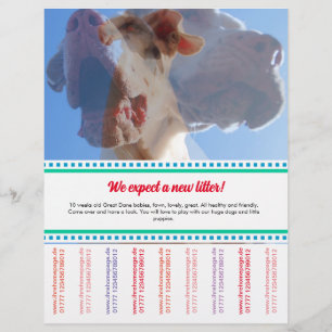 Para vender o Dane Puppies Flyer