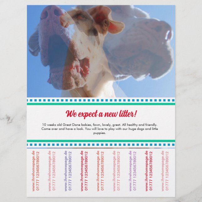 Para vender o Dane Puppies Flyer (Frente)