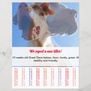 Para vender o Dane Puppies Flyer