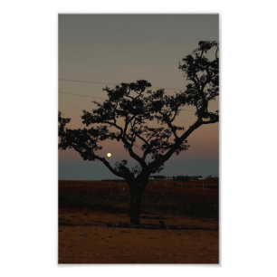 Parede de Árvore Pôr do Sol Natureza Fotografia Rú