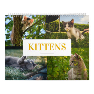 Parede Inicial do Calendário Felino do Cat Calenda