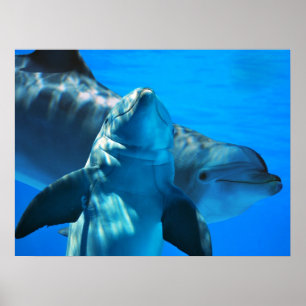 Pares de poster curioso dos golfinhos