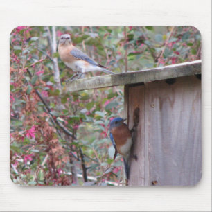 Pares Mousepad do Bluebird
