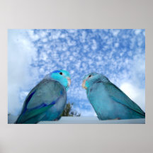 Parrotlet azul do Pacífico - Poster de pássaros do