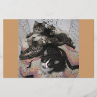 Partilha de gatinhos