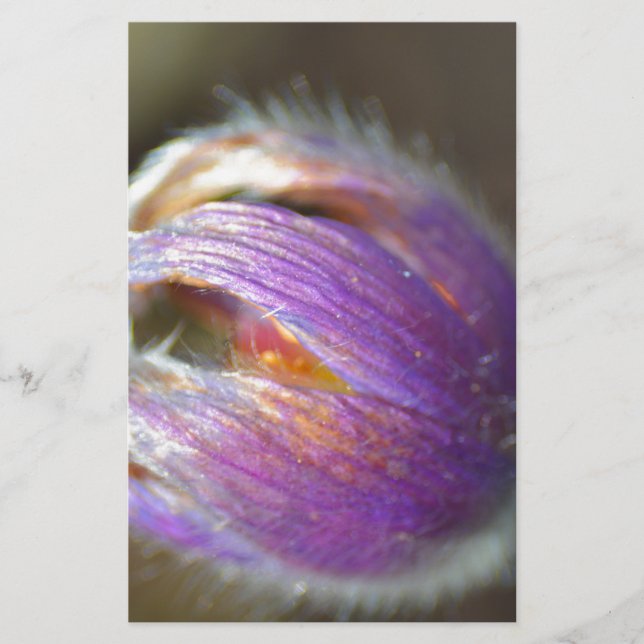 Pasque Flower Bud (Frente)