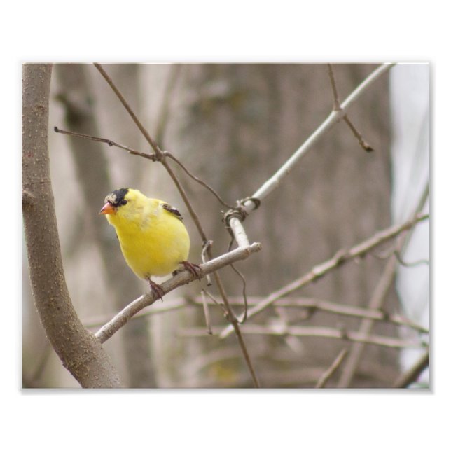 Pássaro amarelo na árvore Impressão de fotografia (Frente)