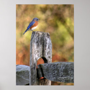 Pássaro azul da felicidade - Poster