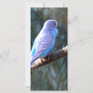 Pássaro azul de Budgie