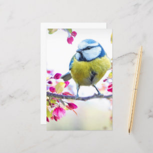 Pássaro Azul e Amarelo bonito em uma Fotografia d