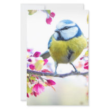 Pássaro Azul e Amarelo bonito em uma Fotografia de