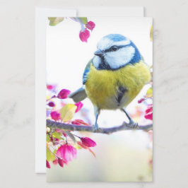 Pássaro Azul e Amarelo bonito em uma Fotografia de