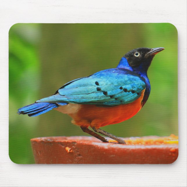 Pássaro azul Mousepad (Frente)