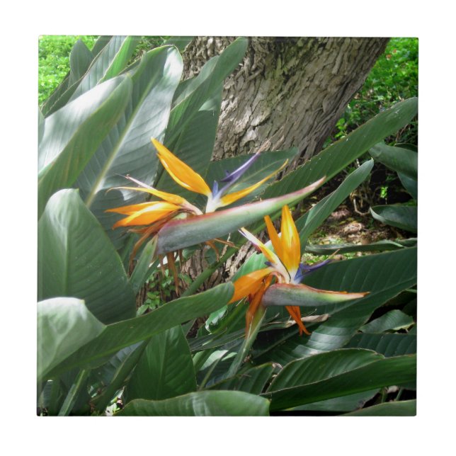 Pássaro Azulejo cerâmico do Paraíso (Frente)