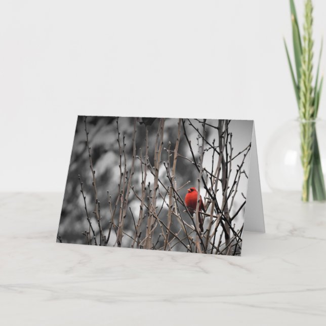 Pássaro cardeal, cartão (Frente)