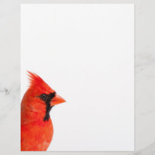 Pássaro Cardinal